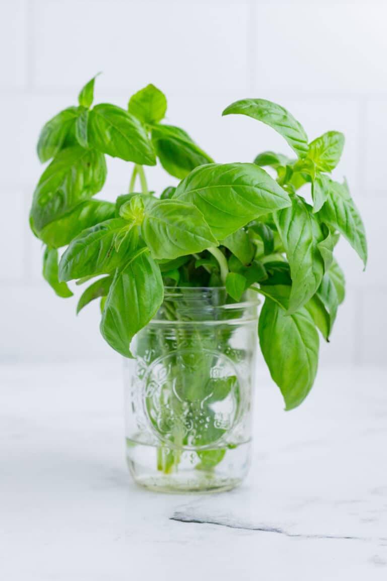 how-to-store-basil-so-it-stays-fresh-evolving-table